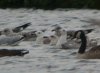 Caspian Gull at Paglesham Reach (Steve Arlow) (179001 bytes)